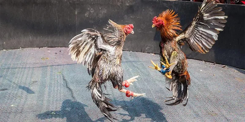 Chọn gà cần lưu ý tính cách, độ hăng máu