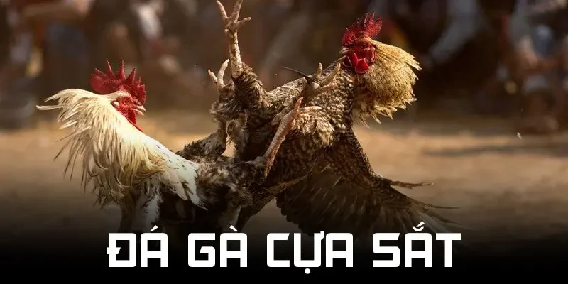 Đá gà cựa sắt