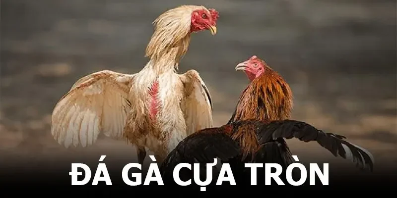 Đá gà cựa tròn