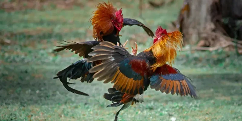Giới thiệu đá gà cựa tròn